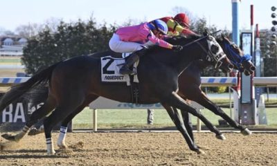 Debut winner Strat Mo Matic is euthanized after fall