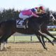 Debut winner Strat Mo Matic is euthanized after fall