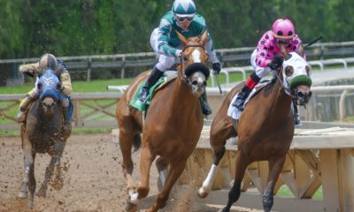 Free Horse Horse Race photo and picture